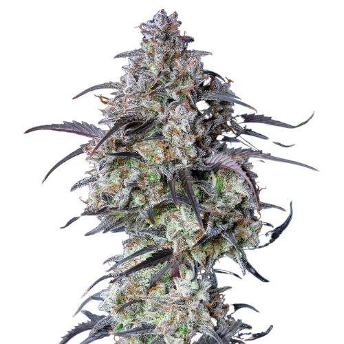 Big Sticky cannabis seeds packaging — Royal King Seeds Australia