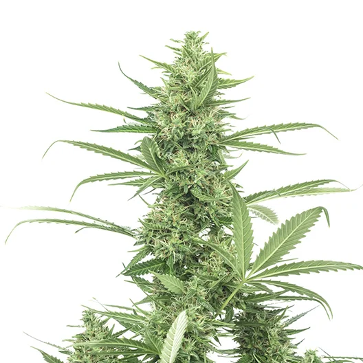 Biker Le Blanc cannabis seeds packaging — Royal King Seeds Australia