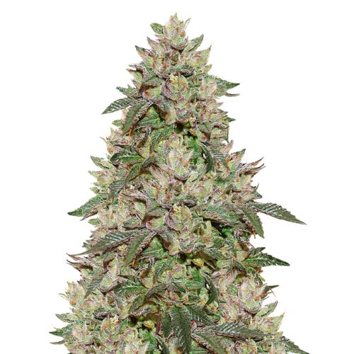 Birthday Cake Kush cannabis seeds packaging — Royal King Seeds Australia
