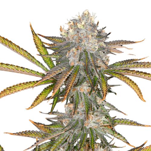 Black 84 cannabis seeds packaging — Royal King Seeds Australia