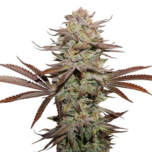 Black Afghan cannabis seeds packaging — Royal King Seeds Australia