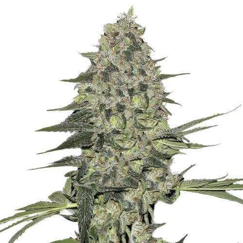Black Bubba cannabis seeds packaging — Royal King Seeds Australia