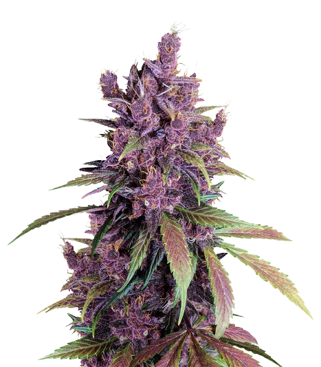 Black Cherry cannabis seeds packaging — Royal King Seeds Australia