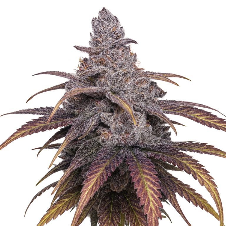 Black Cherry Punch cannabis seeds packaging — Royal King Seeds Australia