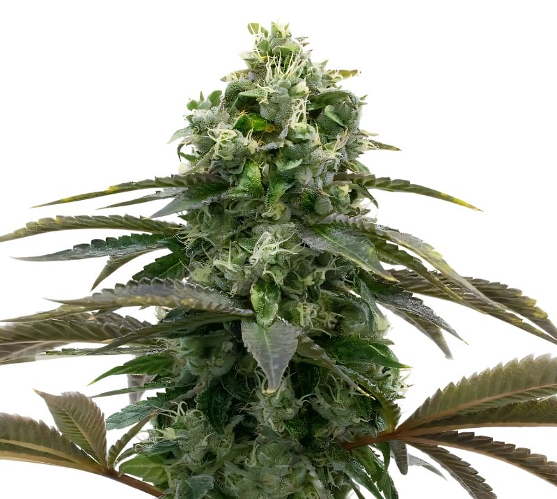 Black Demon OG cannabis seeds packaging — Royal King Seeds Australia