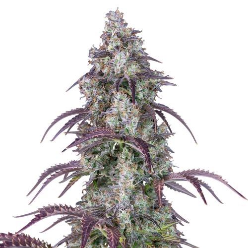 Black Ice cannabis seeds packaging — Royal King Seeds Australia