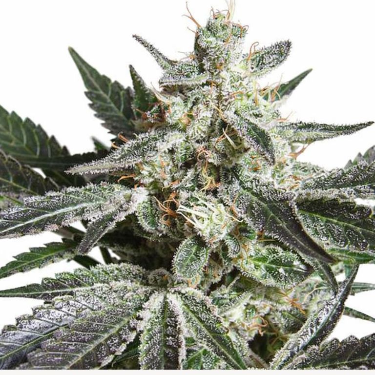 Black Jack cannabis seeds packaging — Royal King Seeds Australia