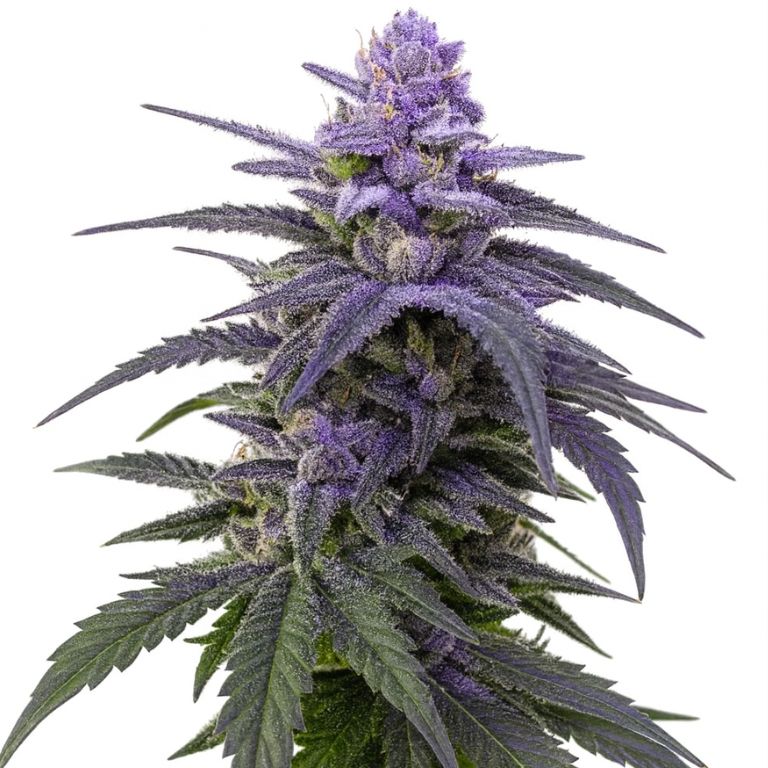 Black Rose cannabis seeds packaging — Royal King Seeds Australia