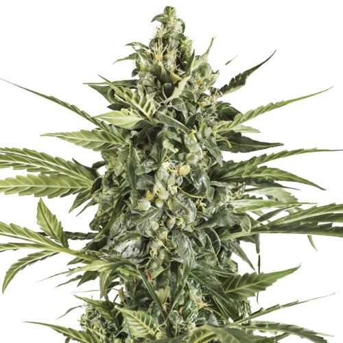 Black Russian cannabis seeds packaging — Royal King Seeds Australia