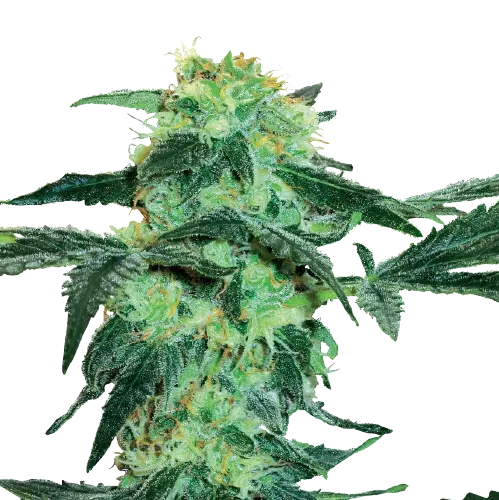 Black Tuna cannabis seeds packaging — Royal King Seeds Australia