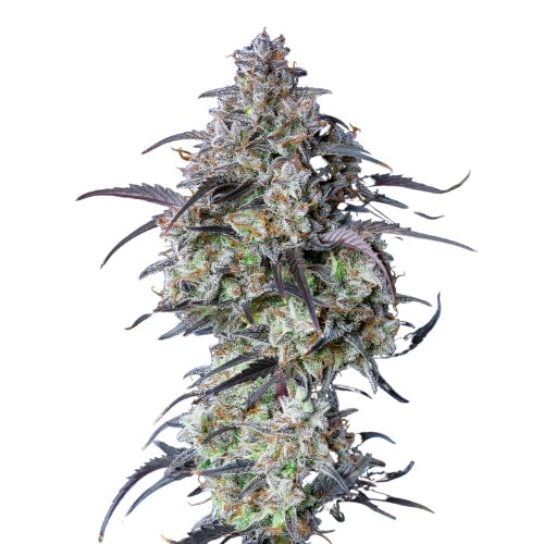 Black Water Purple OG Cheese cannabis seeds packaging — Royal King Seeds Australia