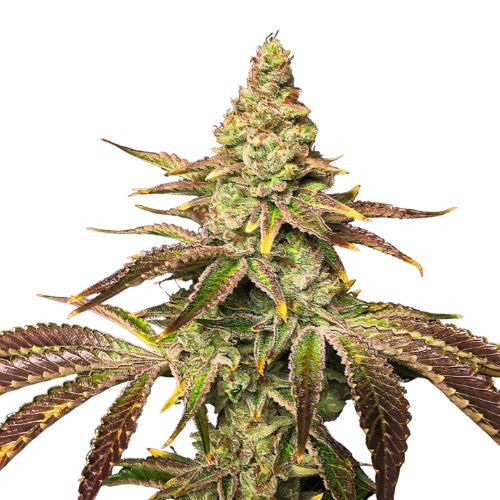 Black Widow cannabis seeds packaging — Royal King Seeds Australia