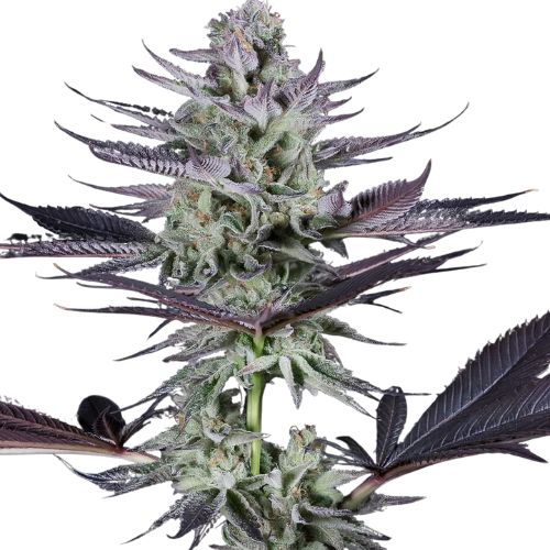 Blackberry Bubble cannabis seeds packaging — Royal King Seeds Australia