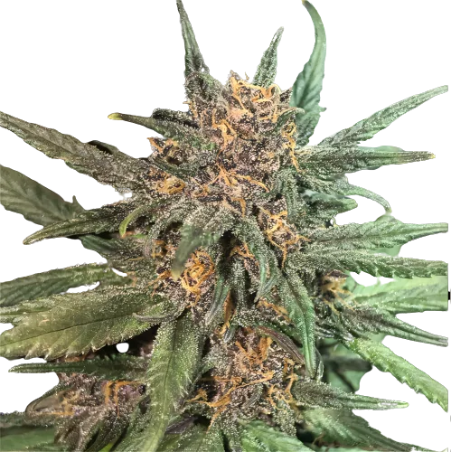 Blackberry Cream cannabis seeds packaging — Royal King Seeds Australia