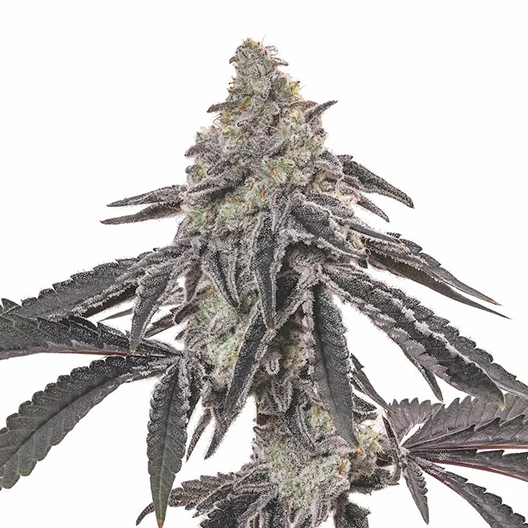 Blackberry Hashplant cannabis seeds packaging — Royal King Seeds Australia