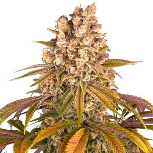 Blackberry Pie cannabis seeds packaging — Royal King Seeds Australia