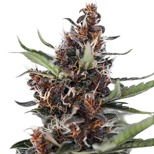 Blackberry Rhino cannabis seeds packaging — Royal King Seeds Australia