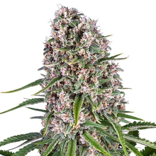 Blackwater cannabis seeds packaging — Royal King Seeds Australia
