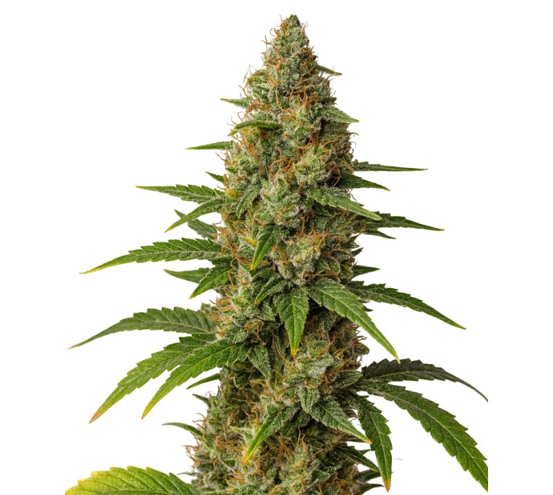 Blob OG cannabis seeds packaging — Royal King Seeds Australia