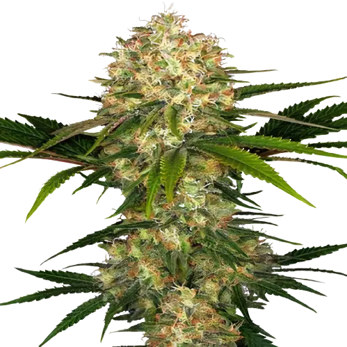 Blue Afghani cannabis seeds packaging — Royal King Seeds Australia