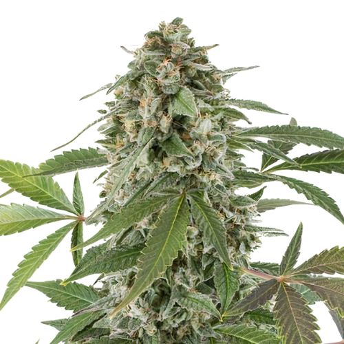 Blue Alien cannabis seeds packaging — Royal King Seeds Australia