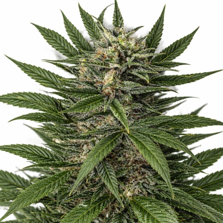 Blue Amnesia cannabis seeds packaging — Royal King Seeds Australia