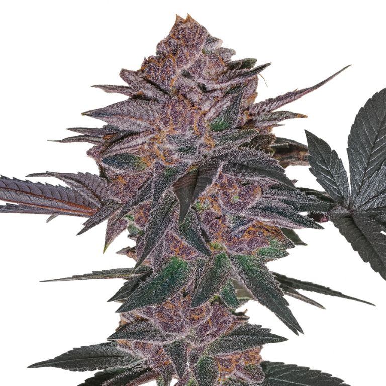 Blue Biscotti cannabis seeds packaging — Royal King Seeds Australia