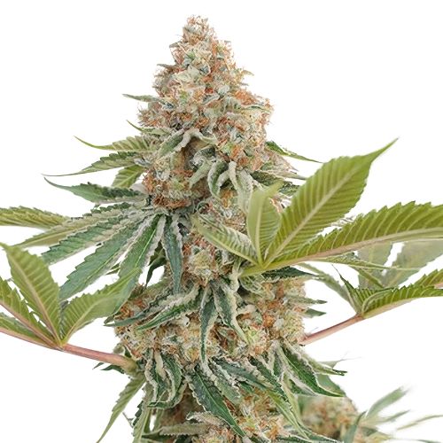 Blue Blood cannabis seeds packaging — Royal King Seeds Australia