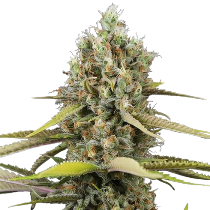 Blue Buddha cannabis seeds packaging — Royal King Seeds Australia