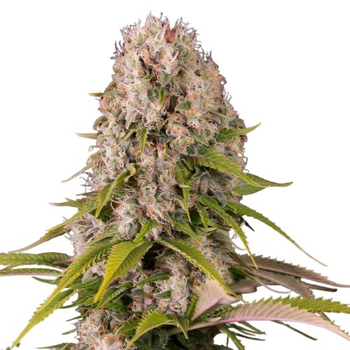 Blue Cheese cannabis seeds packaging — Royal King Seeds Australia