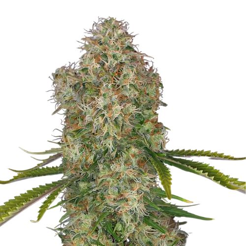 Blue Cinex cannabis seeds packaging — Royal King Seeds Australia
