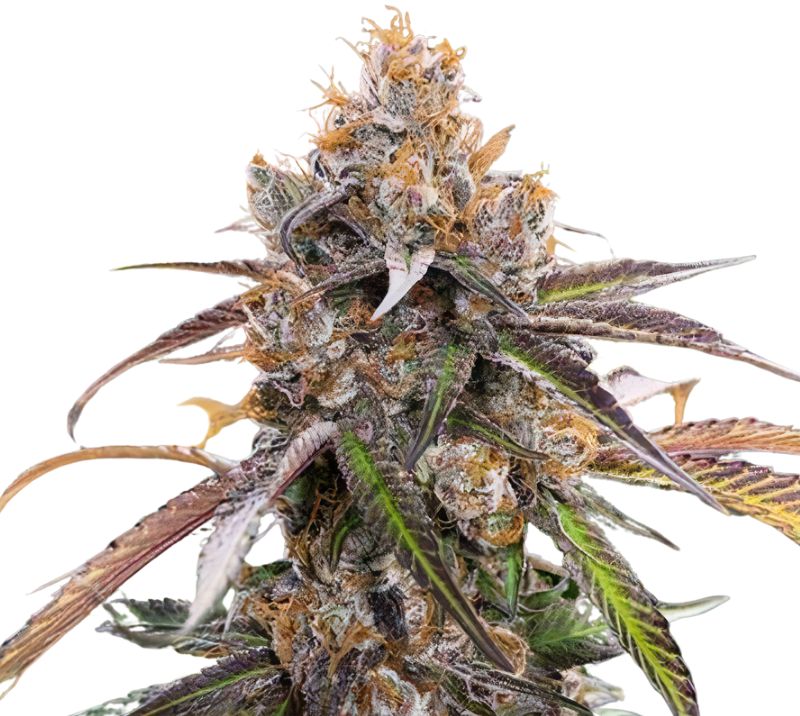 Blue Diamond cannabis seeds packaging — Royal King Seeds Australia