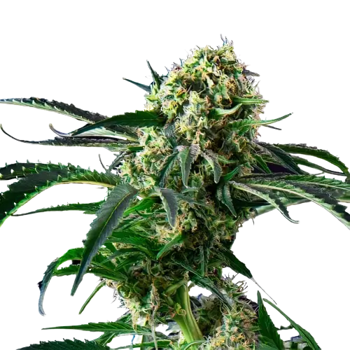 Blue Diesel cannabis seeds packaging — Royal King Seeds Australia