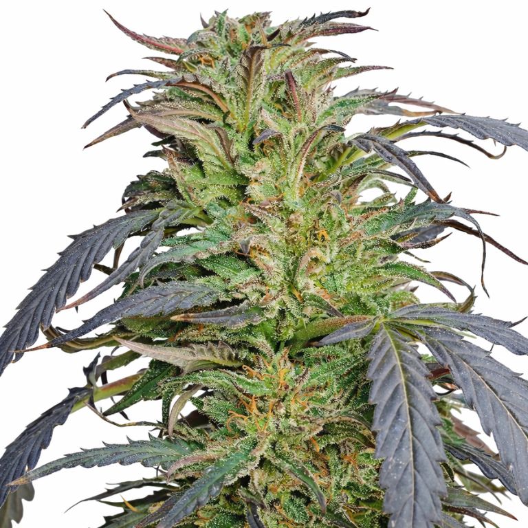 Blue Dragon cannabis seeds packaging — Royal King Seeds Australia