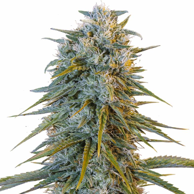 Blue Dream cannabis seeds packaging — Royal King Seeds Australia