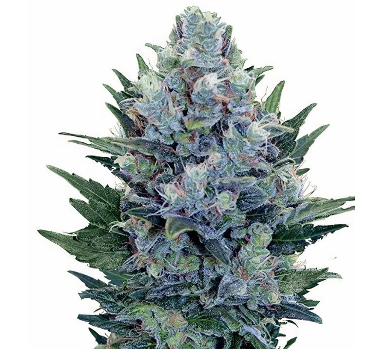 Blue Dynamite cannabis seeds packaging — Royal King Seeds Australia