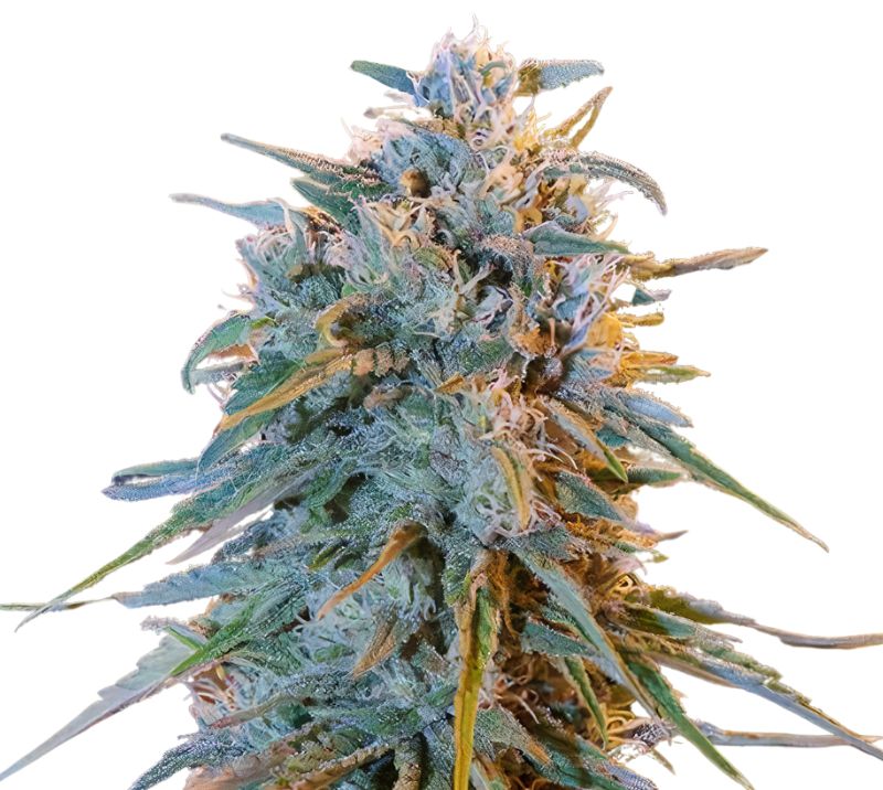 Blue Frost cannabis seeds packaging — Royal King Seeds Australia