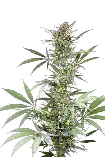 Blue Fruit cannabis seeds packaging — Royal King Seeds Australia
