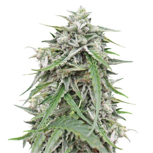 Blue Galaxy cannabis seeds packaging — Royal King Seeds Australia