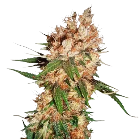 Blue God cannabis seeds packaging — Royal King Seeds Australia