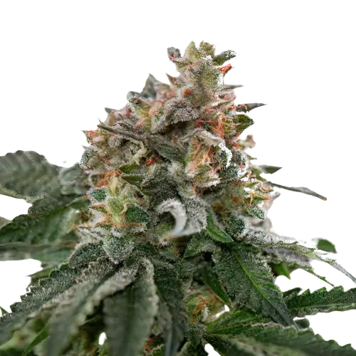 Blue Goo cannabis seeds packaging — Royal King Seeds Australia