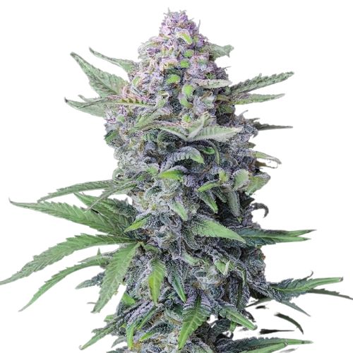 Blue Hawaiian cannabis seeds packaging — Royal King Seeds Australia