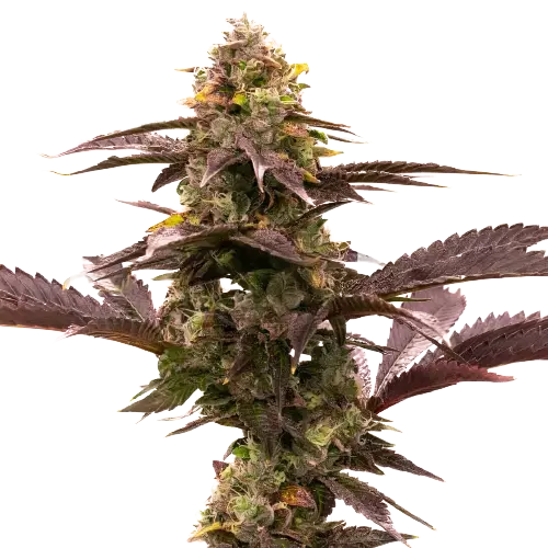 Blue Jack City cannabis seeds packaging — Royal King Seeds Australia