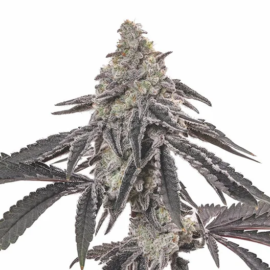 Blue Jay Way cannabis seeds packaging — Royal King Seeds Australia