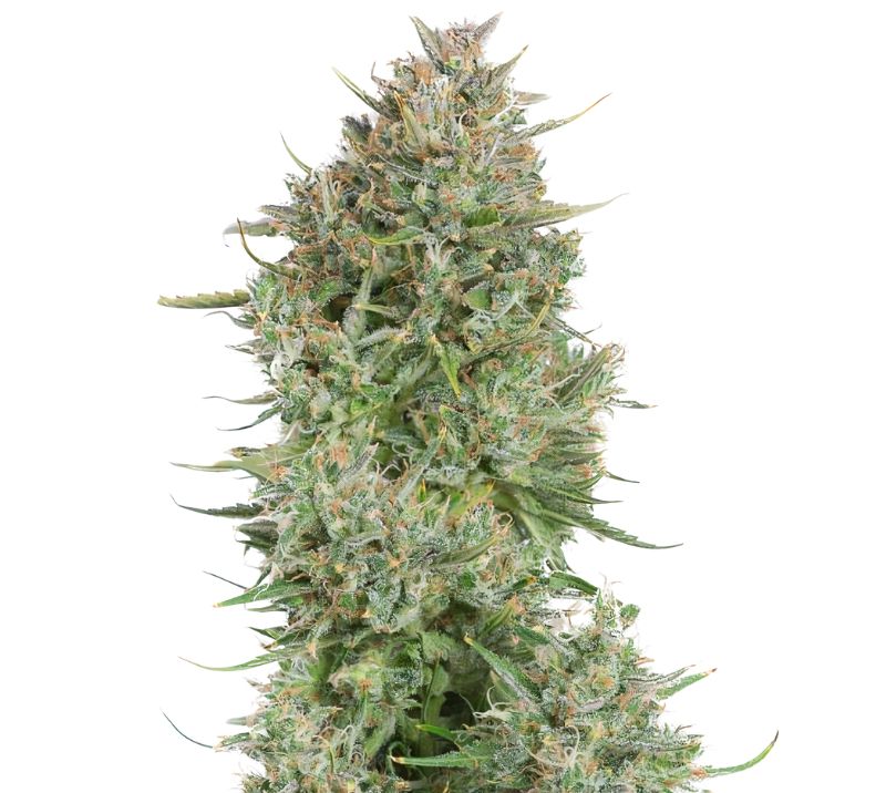 Blue Kush cannabis seeds packaging — Royal King Seeds Australia