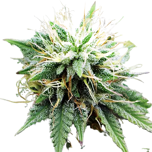 Blue Lights cannabis seeds packaging — Royal King Seeds Australia
