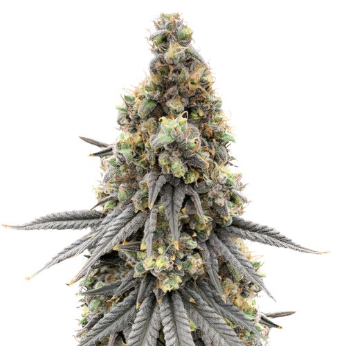 Blue Lyly cannabis seeds packaging — Royal King Seeds Australia