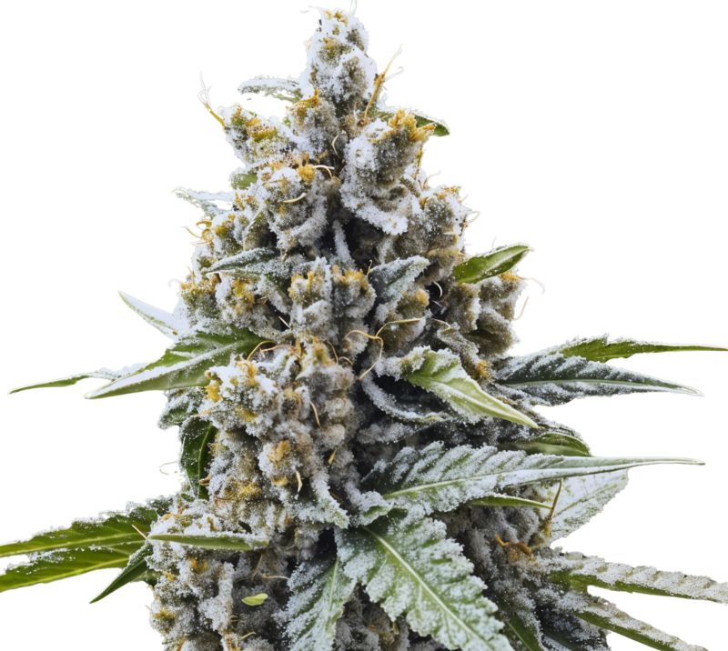 Blue Magoo cannabis seeds packaging — Royal King Seeds Australia