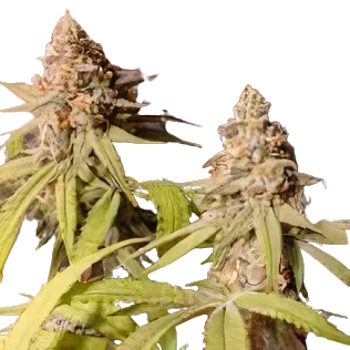 Blue Mango cannabis seeds packaging — Royal King Seeds Australia