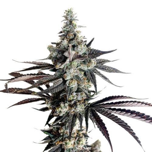 Blue Monster cannabis seeds packaging — Royal King Seeds Australia